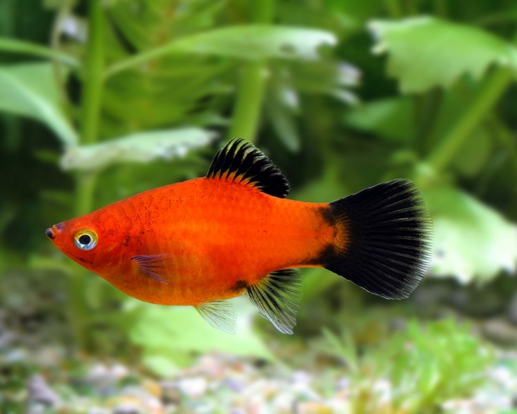 Red Wagtail Platy ~ 3cm - 3.5cm